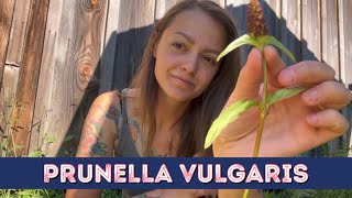 I found Prunella Vulagris out on pasture Here’s what I learned [upl. by Leta]