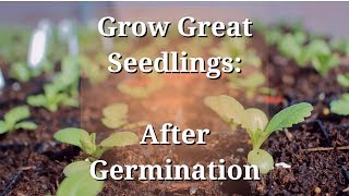 Grow Great Seedlings After Germination [upl. by Acsehcnarf]