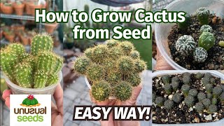 How to Grow Cactus from Seed Easy  unusualseeds [upl. by Philipps]