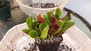 HELIAMOPHORA CARNIVOROUS PLANT CARE HOW TO REPOT A HELIAMPHORA [upl. by Sine835]