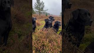 Beautiful Labrador Retrievers Working Line UK 🇬🇧 gundog [upl. by Latoniah]