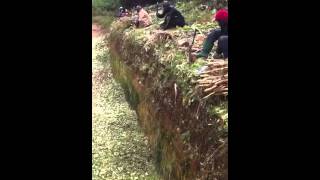 How to make silage manually [upl. by Ducan]