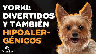 YORKSHIRE TERRIER 9 COSAS QUE DEBES SABER [upl. by Noseyt]