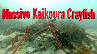 Massive Kaikoura Crayfish│Freediving Kaikoura Crayfish everywhere [upl. by Irbmac]