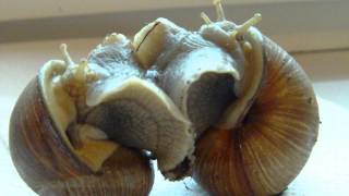 Two Helix pomatia Burgundy snails are mating  Zwei Weinbergschnecken bei der Paarung [upl. by Halverson]