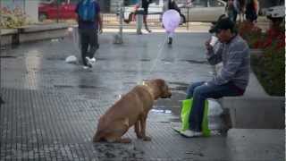 Estoy Aquí Dedicado a quiénes aman a los animales [upl. by Alva]