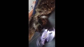 Cat uses fidget spinner for anxiety [upl. by Vasya]