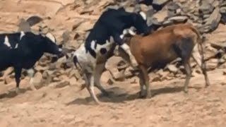 Cow Mating in Group [upl. by Eustache474]