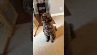 This is our routine labradoodle dogroutine [upl. by Nairb]