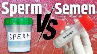 MALE FERTILITY How Is Sperm Different From Semen [upl. by Nade]