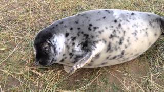 Baby Seal Sneeze [upl. by Ahsak]