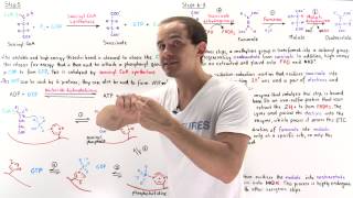 Steps 58 of Citric Acid Cycle [upl. by Amir]