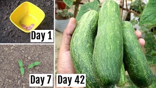 FASTEST Way to Grow Cucumbers at Home  Seeds to Harvesting 42 Days UPDATES [upl. by Annohsed54]