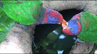 Bird watching in Hong Kong Park 2017 [upl. by Dorrej]