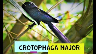 Crotophaga Mayor Garrapatero Mayor [upl. by Gilmour541]