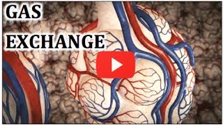 Gas Exchange in Lungs Physiology Video Animation  MADE EASY [upl. by Buller130]