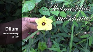 Abelmosk Abelmoschus moschatus  part 2 [upl. by Paulson]