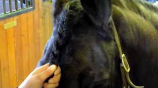 HORSESFunEducational Braid Forelock [upl. by Layne]