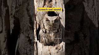 Screech owl call [upl. by Luapsemaj]