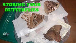 HOW TO PRESERVE AND STORE BUTTERFLY AND MOTH SPECIMENS [upl. by Mullane]