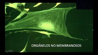 organelos no membranosos parte 1 [upl. by Giesser938]