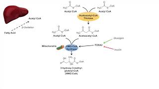 Ketone Body Synthesis  Ketogenesis  Formation Pathway and Regulation [upl. by Mast]