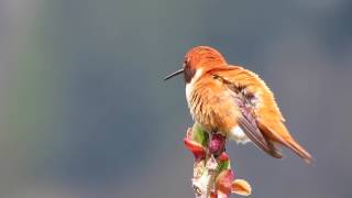 Rufous Hummingbird [upl. by Ivor]