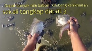 Rejeki nomplok dapat banyak ikan nila babon yang punya tambak baik [upl. by Syd]