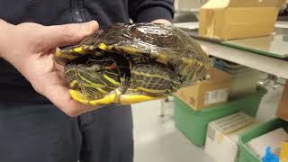 The Mating Dance Red Ear Slider Turtles [upl. by Orrocos]