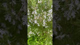 Rosemary Flowers [upl. by Fabio]