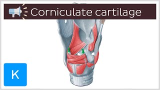 Corniculate cartilage  Anatomical Terms Pronunciation by Kenhub [upl. by Edelstein]