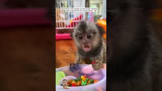 Cute Marmoset monkey animals pets marmoset [upl. by Clarisse209]