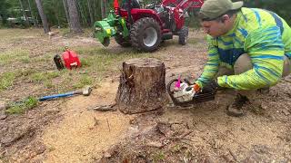 Stump Grinding 20 Stumps Baumalight 1P24  Massey Ferguson 1825e  No Stumps [upl. by Peedsaj]