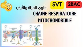 2 bac svt et pc  chaine respiratoire mitochondriale svt science [upl. by Vadnee]