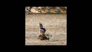 Must Watch birds animals hunts nature wildlife amazing shorts youtubeshorts [upl. by Ainerol]