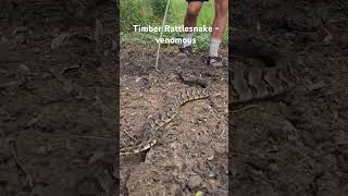 Catching and RELEASING a massive rattlesnake ❤️❤️ herping nature rattlesnake [upl. by Ado917]