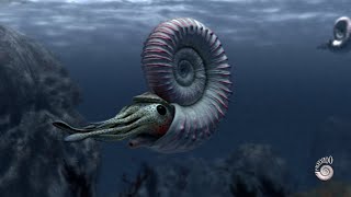 Ammonite  extinct marine mollusc [upl. by Ezequiel]