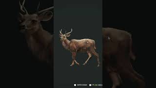 Cazando mas ciervos de timor en Australia thehuntercallofthewild gameplay cazamayor caza [upl. by Aliakim]