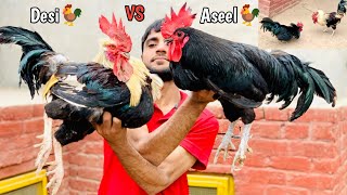 Sultan Aseel Murga vs Desi Murga Fight Ho Gai😱  Pure Aseel Murga vs Desi Murga😍 [upl. by Dian]