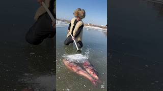 চায়না বরফ থেকে বড় মাছ ধরার পদ্ধতি। Big fishing method from China ice shorts fishing fish [upl. by Leonore]