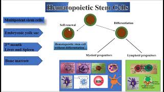 Hematopoietic Stem Cells [upl. by Ioyal]