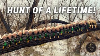 Best Duck Hunt of My Life Mallards in Flooded Willows [upl. by Erlin]