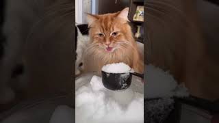 When cats eat something new their brains freezecat funny catsoftiktok cats for foryou fyp [upl. by Uri472]