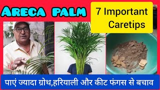 Areca Palm Plant 7 important Caretips।How to Save a Dying Areca Palm plant [upl. by Ocirrej]