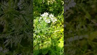 Coriandrum sativum  cilantro permaculture flowers garden [upl. by Brader]