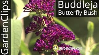 Butterfly Bush  Buddleia  Buddleja  Growing tips for Buddleja davidii [upl. by Kalina]