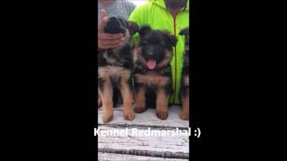 Difference between Longcoat and shortcoat German Shepherd Puppies [upl. by Osman]