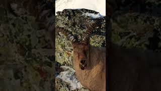 Markhor pakistan nationalanimal markhor animals hills mountains youtube shortsvideo shorts [upl. by Aniala492]