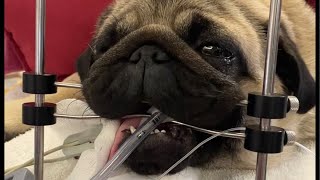 🐶Short story  review of brachycephalic airway disease in dog [upl. by Rosa]