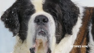 Ours le Saint Bernard  Outdooring Hivernal [upl. by Venuti521]